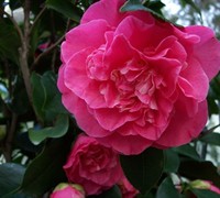 Marie Bracey Camellia Japonica
