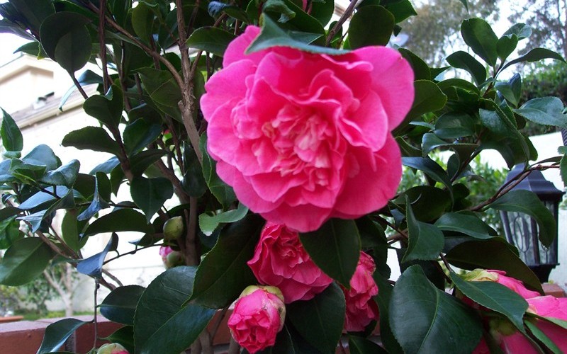 Marie Bracey Camellia Japonica Photo 3