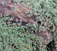 Thymus pseudolanuginosus - Woolly Thyme
