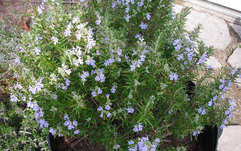 Tuscan Blue Rosemary - 1 Gallon - Perennials for Cottage Gardens | ToGoGarden