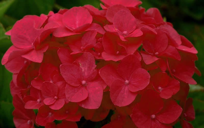 Cardinal Red Hydrangea - Hydrangea macrophylla 'Cardinal' - 3 Gallon - Flowering Shrubs | ToGoGarden