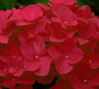 Cardinal Red Hydrangea - Hydrangea macrophylla 'Cardinal'