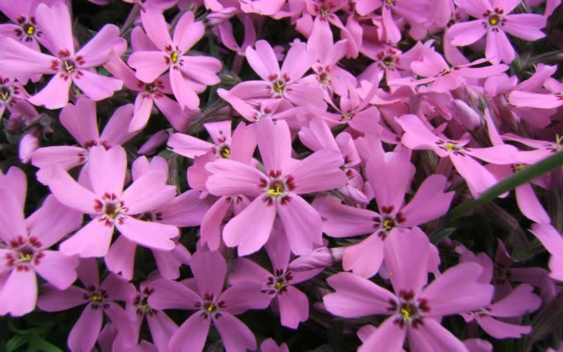 Pink Creeping Phlox - 1 Gallon - Xeriscaping / Drought Tolerant Perennials | ToGoGarden