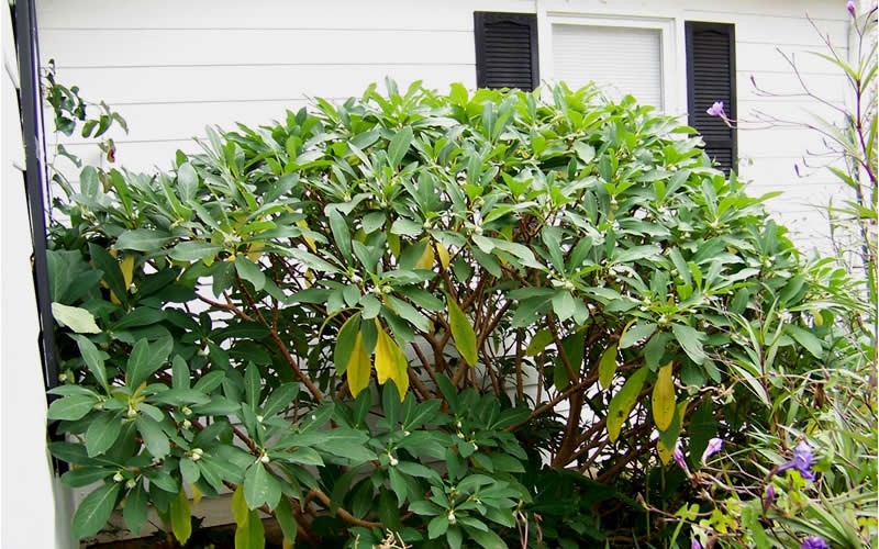 Edgeworthia chrysantha - Paperbush Photo 3