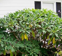 Edgeworthia chrysantha - Paperbush