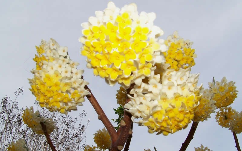 Edgeworthia chrysantha - Paperbush Photo 8