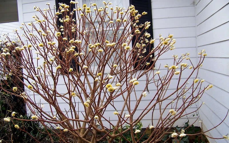 Edgeworthia chrysantha - Paperbush Photo 4