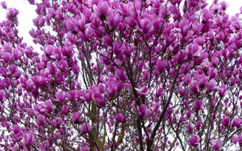 Ann Magnolia Tulip Tree - Magnolia hybrid 'Ann' Photo 2