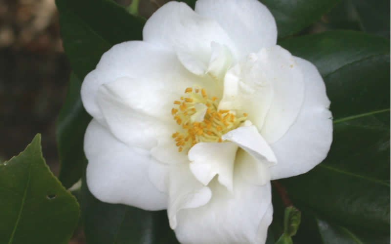 White Empress Camellia Japonica - Camellia japonica 'White Empress' - 2 Gallon - Shrubs for Spring Color | ToGoGarden