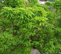 ShiShigashira / Lions Head Japanese Maple