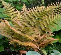 Shop Autumn Fern - 2.5 Quart