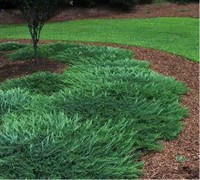 Bar Harbor Juniper