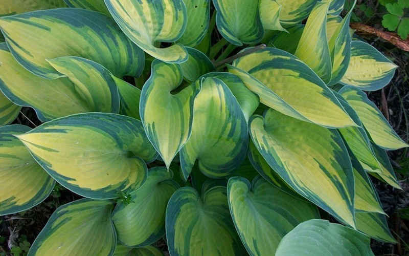 June Hosta Lily - 1 Gallon - Perennial Plants | ToGoGarden