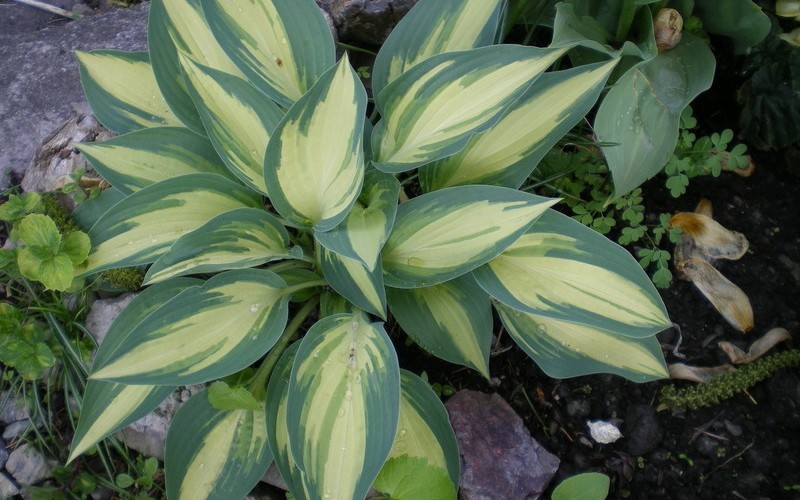 Moonstruck Hosta Lily - 1 Gallon - Perennials for Spring Color | ToGoGarden
