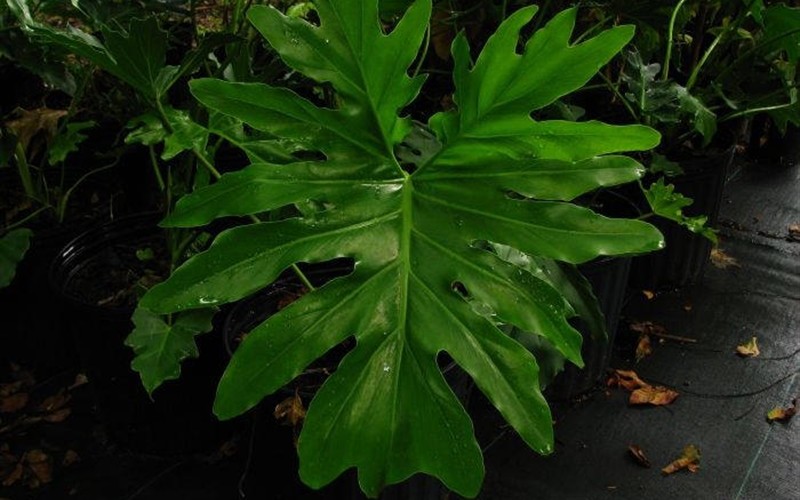 Split Leaf Tree Philodendron Photo 2