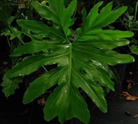 Split Leaf Tree Philodendron