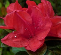 Shop Autumn Ruby Encore Azalea - 1 Gallon