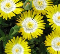 Shop Delosperma Jewel of the Desert Peridot - Ice Plant - 10 Count Flat of 4.5