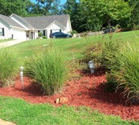 Maiden Grass - Miscanthus sinensis 'Gracillimus'