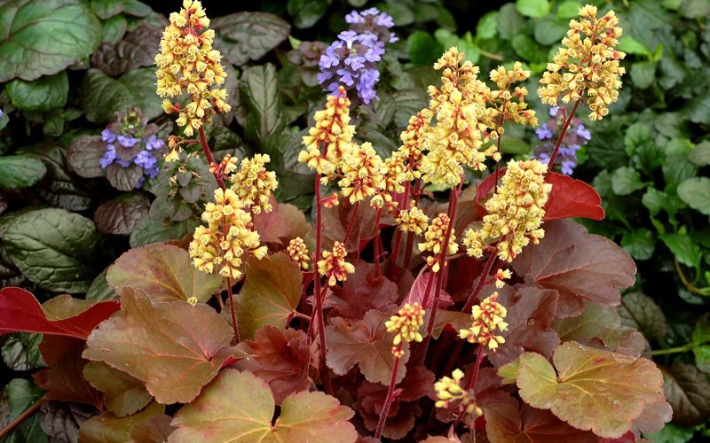 Little Cutie Blondie Heuchera - Coral Bells - 12 Count Flat of Pint Pots - Perennials for Spring Color | ToGoGarden