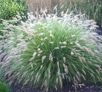 Little Bunny Dwarf Fountain Grass