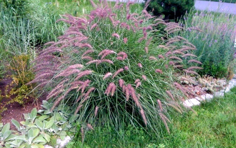 Karley Rose Fountain Grass - Pennisetum Photo 2