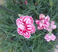 Dianthus Starburst Pinks
