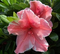 Autumn Sunburst Encore Azalea