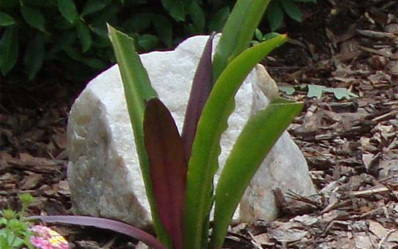 Pineapple Lily Sparkling Burgundy  Photo 2