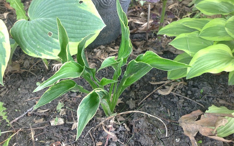 Praying Hands Hosta Lily - 1 Gallon - Perennial Plants | ToGoGarden