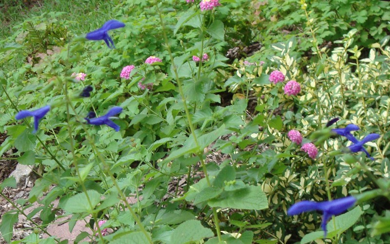 Black and Blue Salvia - Blue Anise Sage Photo 5