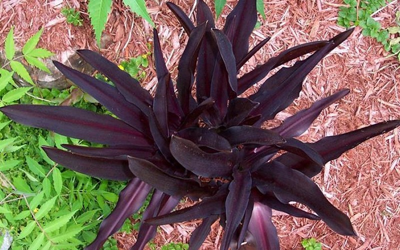 Pineapple Lily Sparkling Burgundy  Photo 4