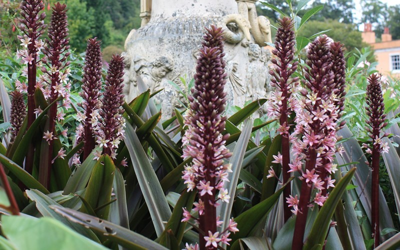 Pineapple Lily Sparkling Burgundy  Photo 3