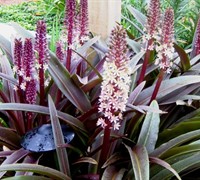 Pineapple Lily Sparkling Burgundy 