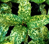 Marmorata Variegated Aucuba