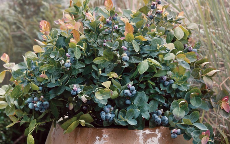 Peach Sorbet Dwarf Blueberry - 1 Gallon - Blueberry - Dwarf Varieties | ToGoGarden