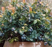 Peach Sorbet Dwarf Blueberry