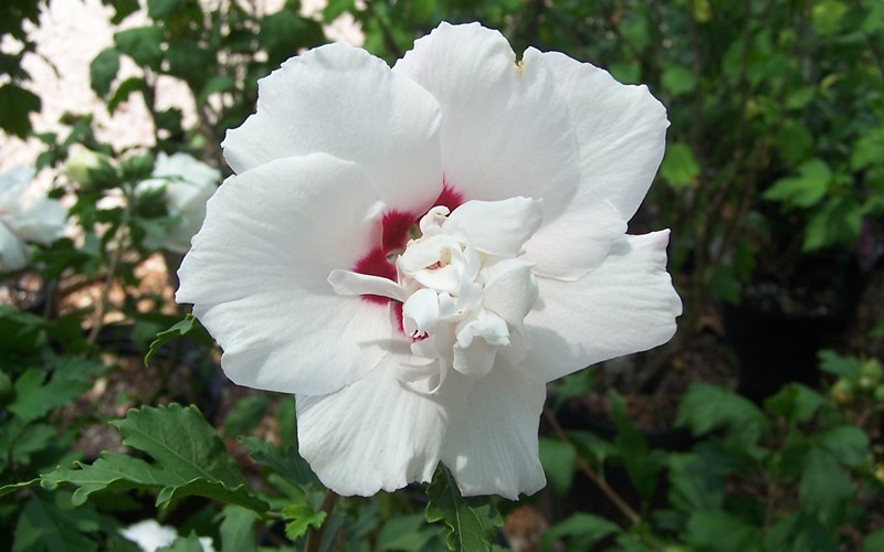 Morning Star Althea Hibiscus Rose Of Sharon - Hibiscus syriacus 'Morning Star' Photo 1