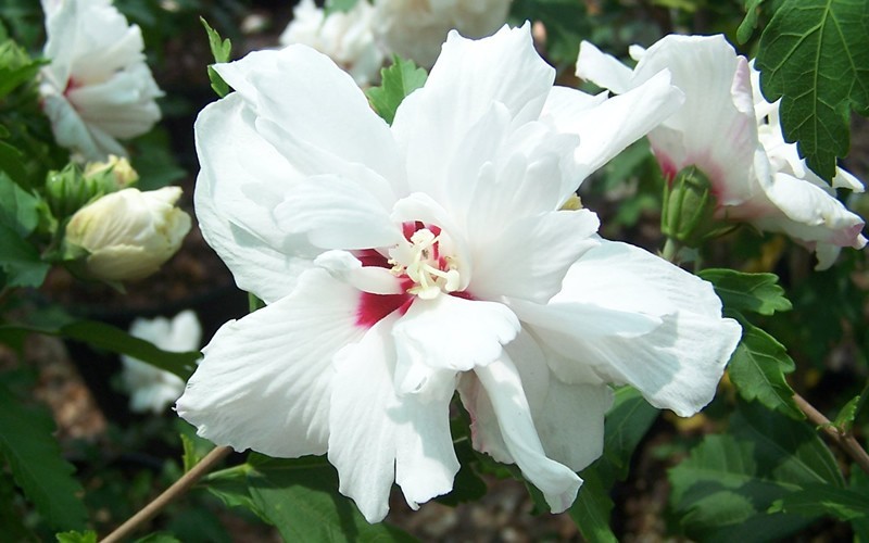 Morning Star Althea Hibiscus Rose Of Sharon - Hibiscus syriacus 'Morning Star' Photo 3