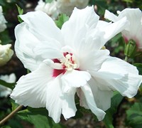 Morning Star Althea Hibiscus Rose Of Sharon - Hibiscus syriacus 'Morning Star'