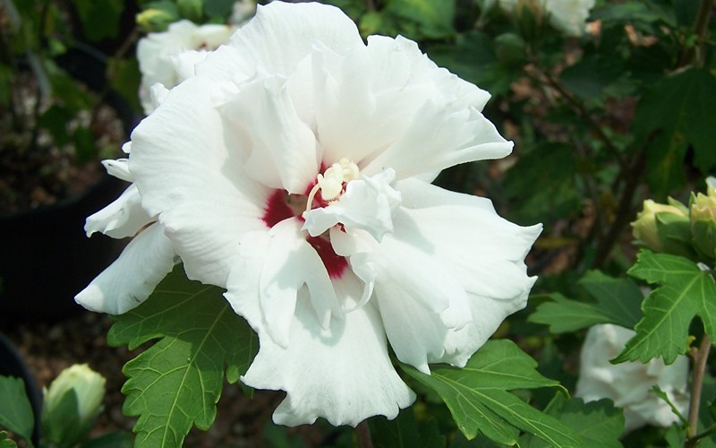 Morning Star Althea Hibiscus Rose Of Sharon - Hibiscus syriacus 'Morning Star' Photo 2