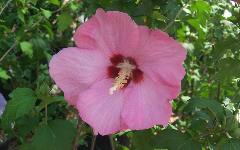Aphrodite Althea Hibiscus Rose Of Sharon  - Hibiscus syriacus 'Aphrodite' - 3 Gallon - Shrubs for Xeriscapes & Drought Tolerance | ToGoGarden
