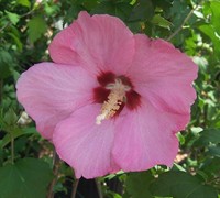 Aphrodite Althea Hibiscus Rose Of Sharon  - Hibiscus syriacus 'Aphrodite'