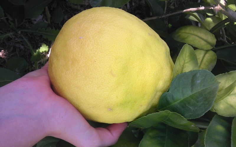 Ponderosa Lemon - Citrus limon 'Ponderosa' Photo 3