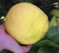 Ponderosa Lemon - Citrus limon 'Ponderosa'