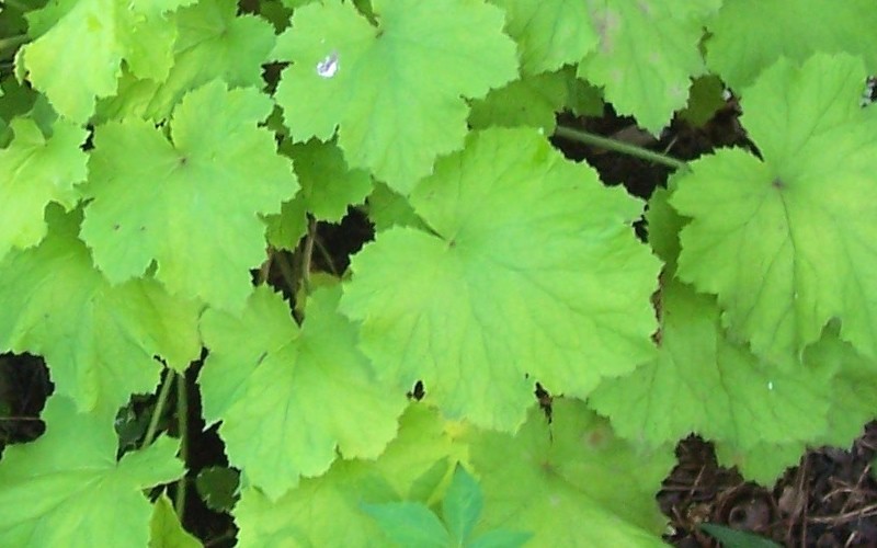 Heuchera x villosa 'Citronelle'  PP17934    Fancy Leaf Coral Bells / Qt. Photo 2