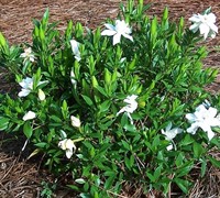 Frost Proof Gardenia