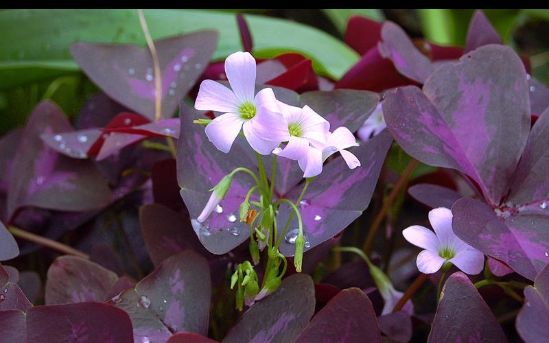 Purple Shamrock - 1 Gallon - Perennial Plants | ToGoGarden