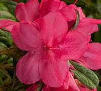 Autumn Jewel Encore Azalea