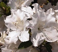 Autumn Ivory Encore Azalea